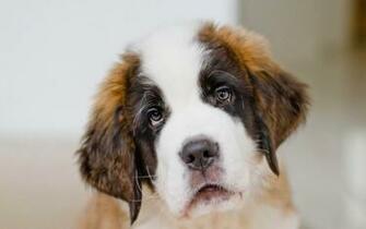 HD Animal Wallpaper With A Picture Of Sad Looking Dog Dogs
