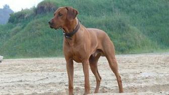 Rhodesian Ridgeback Wallpaper