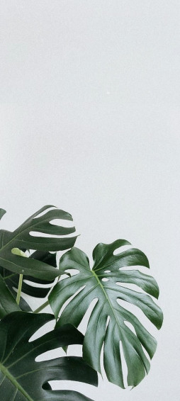 Bhenbhen Miranda On Leaves Aesthetic Wallpaper