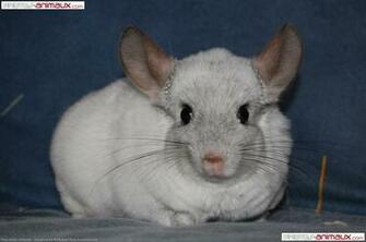 T L Chargement Du Fond D Cran De Rongeurs Chinchilla En