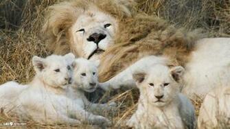 Lion Pictures HD Photos Live Wallpaper Hq