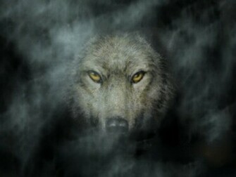 Dark Wolf Wallpaper