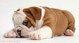 Cute Bulldog Pup Weeks Old Looking Coy