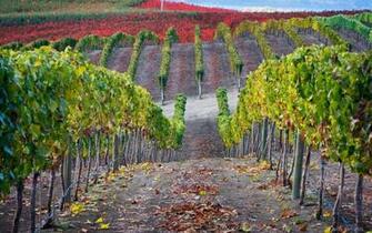 Windows Background Vineyard Valley Scenery Wallpaper X