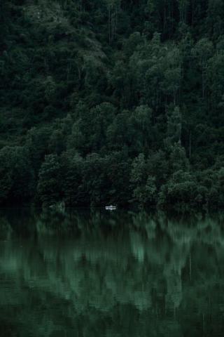 Green Forest Pictures Image