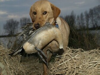 Hunting Dog Wallpaper