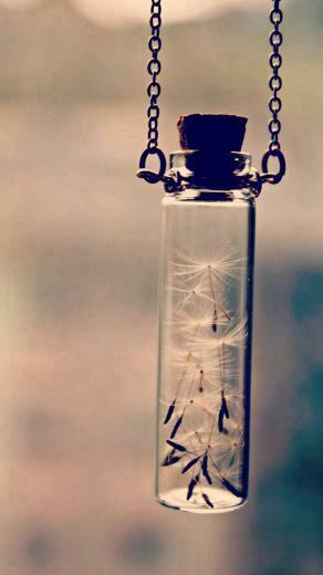 Wishing Bottle Nature Dandelion iPhone Plus Wallpaper