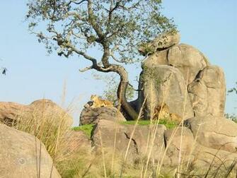 Safari Animals Background Kb Jpg