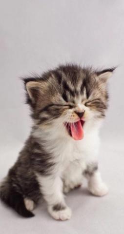 So Cute Animal Wallpaper You Can T Help Like Of