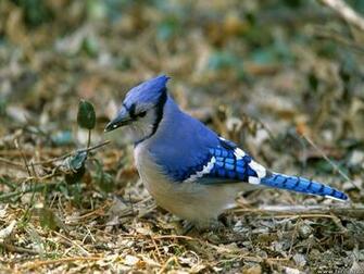 Blue Jay Pictures