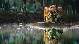 Tiger Glowing Eyes Drinking Water 4k 1440p Resolution HD Wallpaper