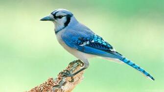 Blue Jay Bird Wallpaper