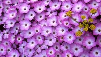 Phlox The Pink Flower And Lomatium Yellow Plant