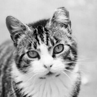 iPad Wallpaper Cat Air Background