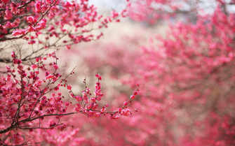 Pink Cherry Blossom Wallpaper