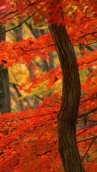 iPhone Wallpaper Fall Background