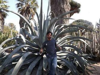 Morbo F Los Angeles Mycological Society La S Mushroom Club