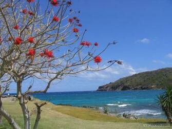 Fond D Cran Martinique Wallpaper L Anse Marigot Plage De Ucpa