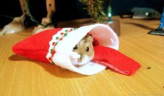 Christmas Hamster Wallpaper For Blackberry Playbook