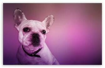 French Bulldog Wallpaper HD