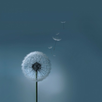 Samsung Galaxy Siii S3 Dandelion Wallpaper By Kingwicked