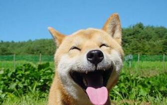 Shiba Inu Wallpaper