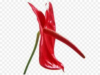 Anthurium Andraeanum Flower Wallpaper Autumn Leaves Smooth Sails