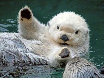 Funny Otter Wallpaper For Desktop