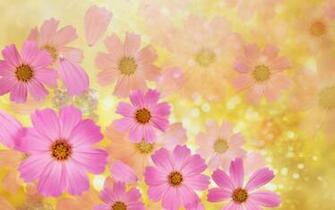 Cosmos Flowers Wallpaper