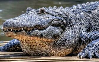 Wallpaper Of A Very Large Crocodile HD Animals