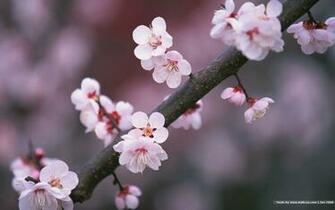 Japanese Sakura Wallpaper Cherry Blossom Photos
