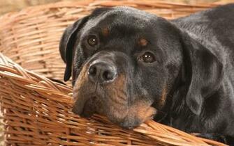 Wallpaper Rottweiler