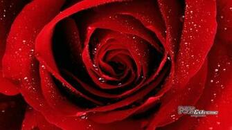 Beautiful Red Rose Wallpaper Colors