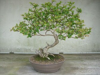Bonsai Wallpaper