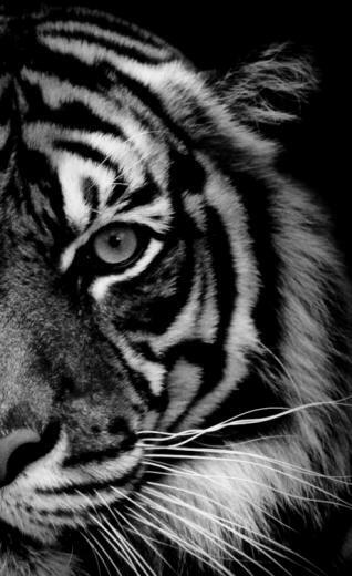 Black And White Tiger Image On Favim