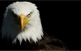 Eagles Bald Wallpaper
