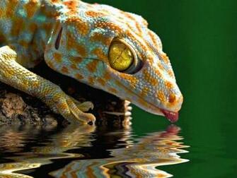 Gecko Wallpaper Widescreen 5sezf46 4usky