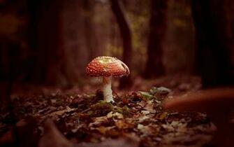 Mushroom Wallpaper HD Background Image Pics Photos