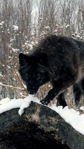 Wolf iPhone Wallpaper Animals