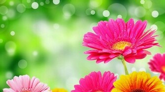 HD Bright Gerbera Wallpaper Database