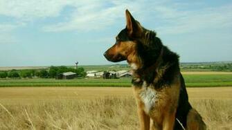 German Shepherd Puppy Desktop Wallpaper This For