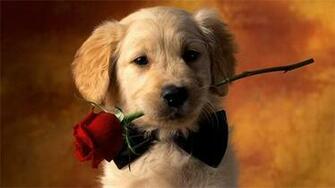 Winter Puppies Wallpaper Romantic Puppy