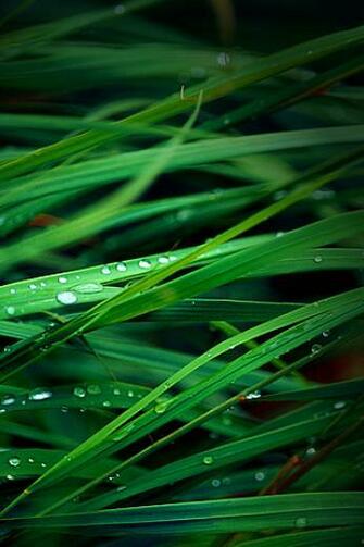 Dewy Grass iPhone Wallpaper HD Gallery