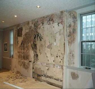 Moldy Wall