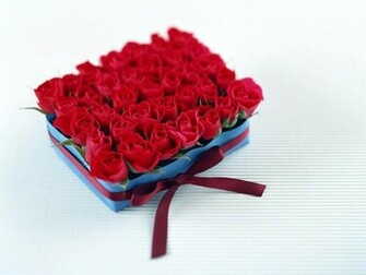 Rose Flowers Wallpaper Desktop