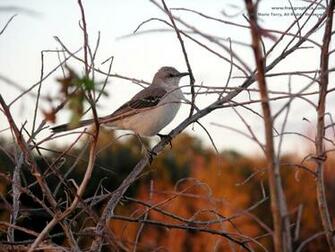 Mockingbird Wallpaper Desktop