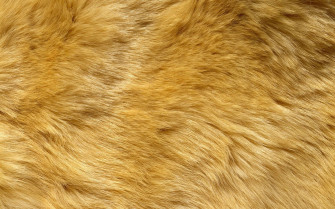 Animal Fur In Yellow Lm27a2ooy9qnmhzq Wallpaper