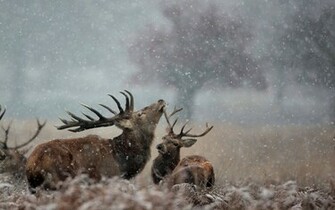 Beautiful Wallpaper Deer