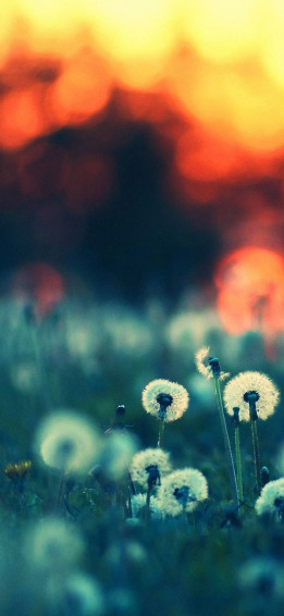 Flower iPhone Wallpaper