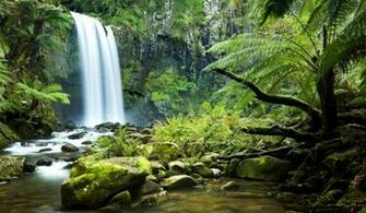 Rain Forest Habitat Amazing Wallpaper